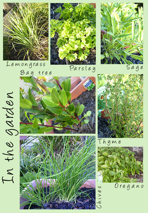 ourherbs.jpg