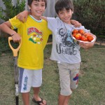 tctomato1